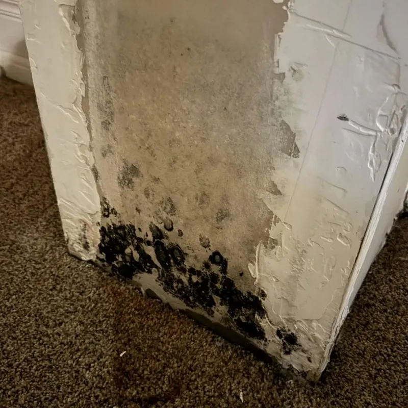 Professional Mold Removal in Elkin, NC